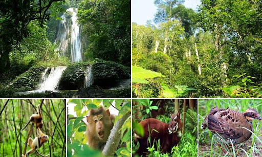 Tìm hiểu về Ngày Quốc tế đa dạng sinh học